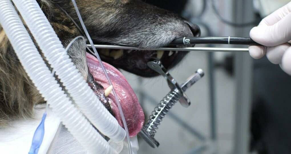 endoscopia en animales 